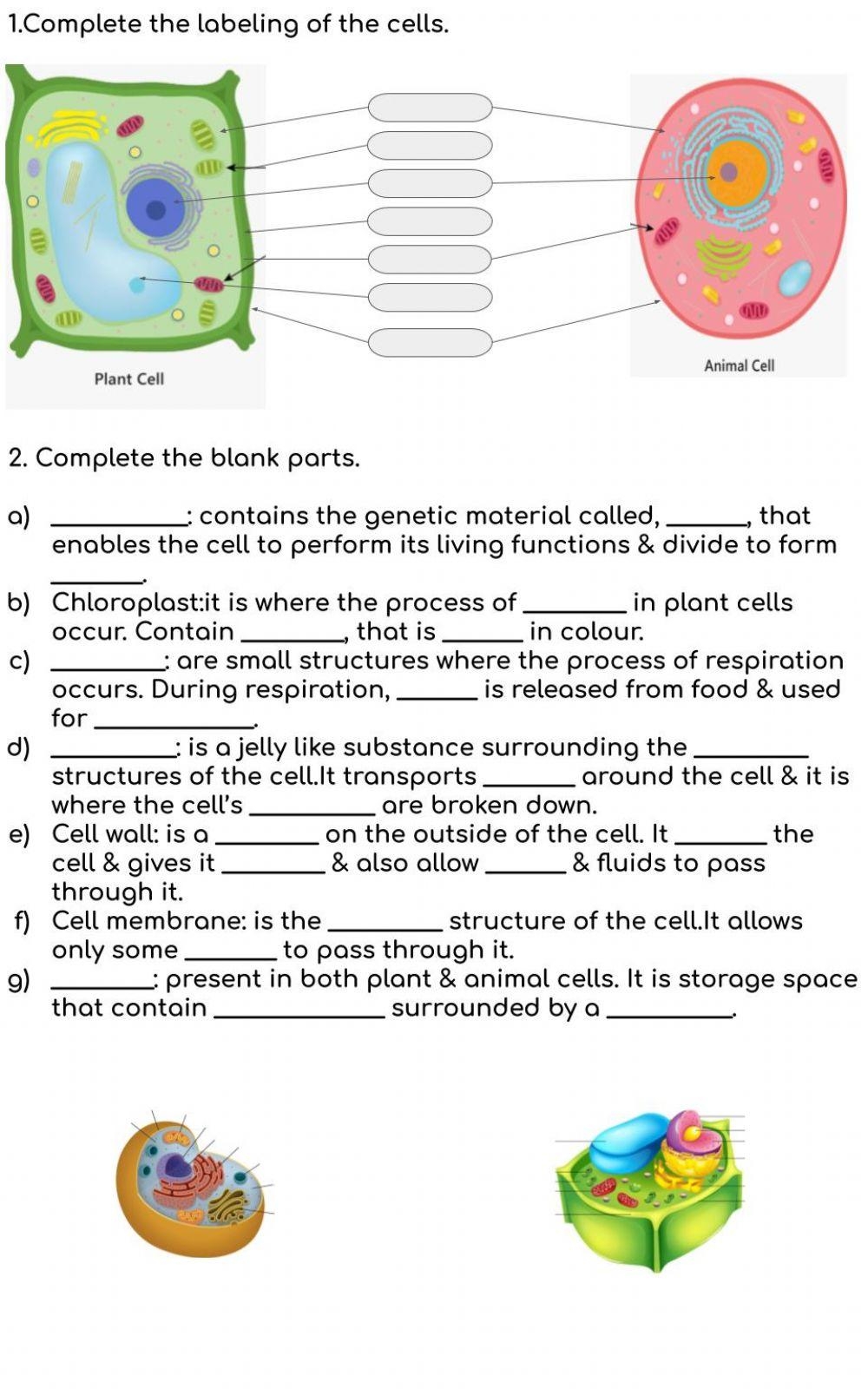 Plant And Animal Cell Worksheets Worksheets Library