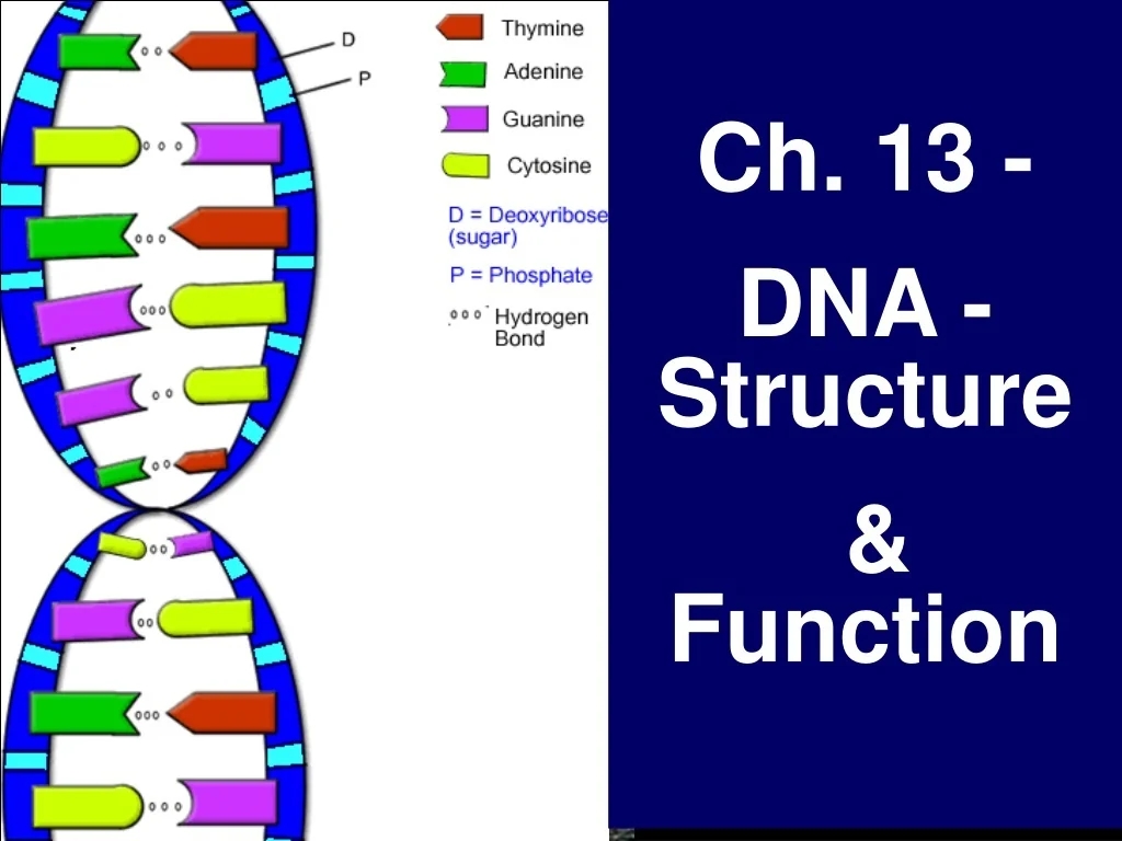 dna structure worksheet
