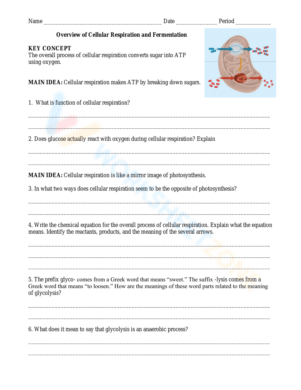 Printable Cellular Respiration Worksheets