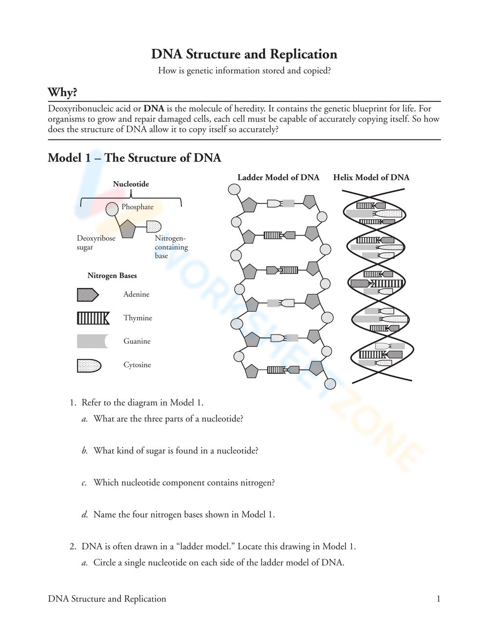 Printable Dna Structure And Replication Worksheets