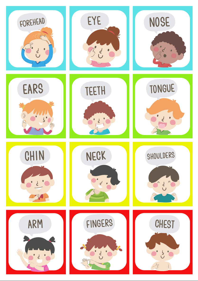 flashcards on body parts