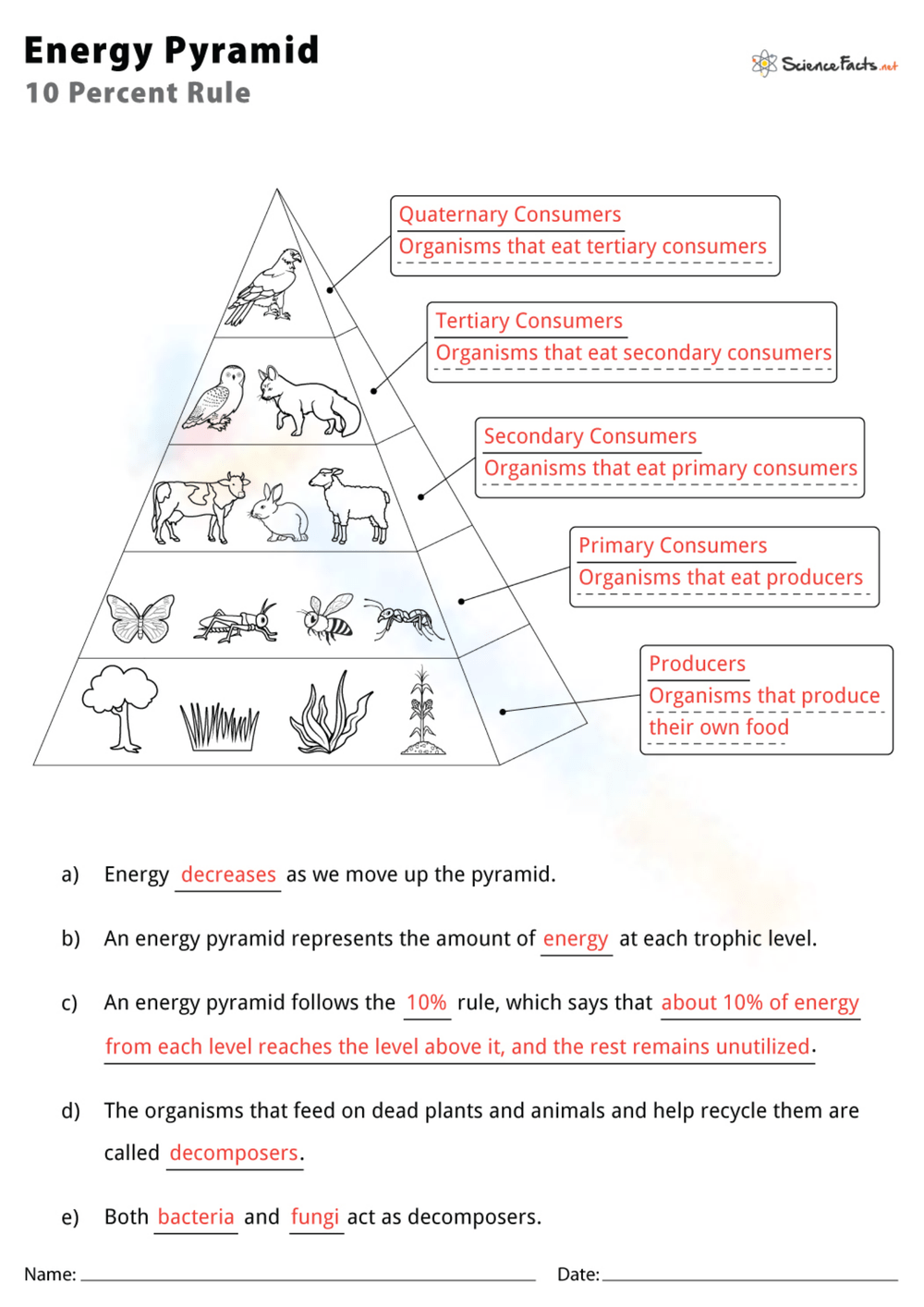 Printable Grade 6 Energy Pyramid Worksheets Printable Grade 6 Energy Pyramid Worksheets