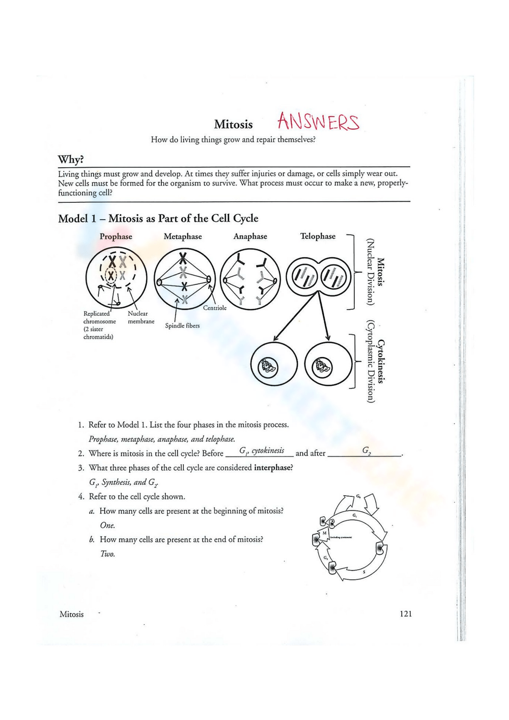 Printable Grade 9 Mitosis Worksheets Download