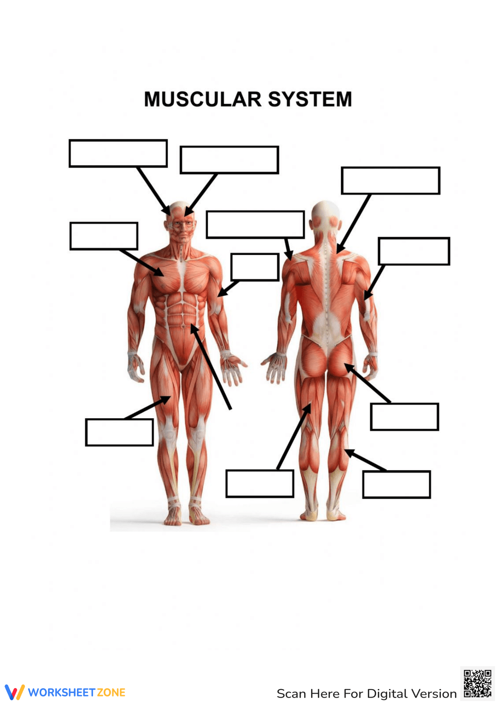 Printable Muscular System Worksheets