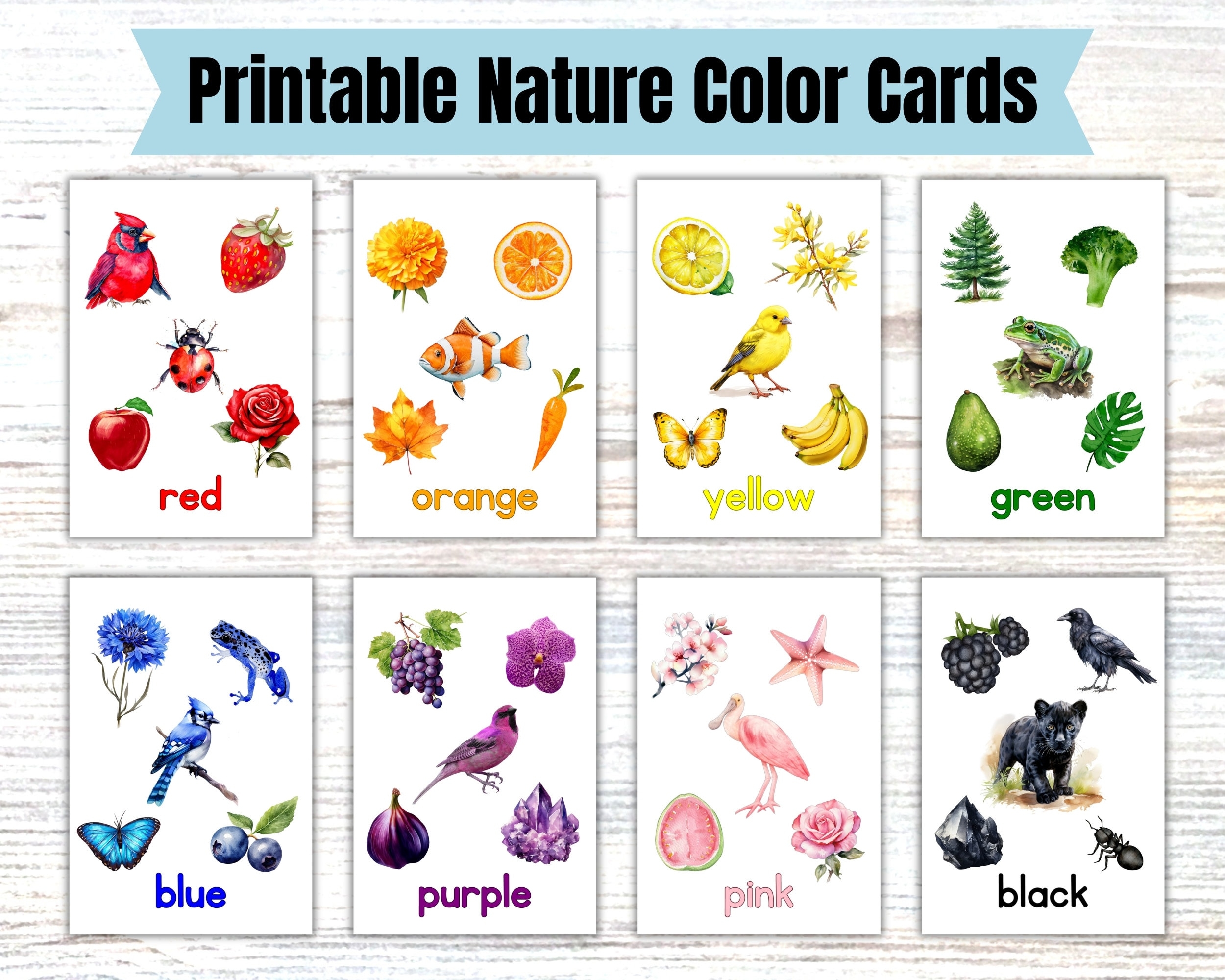 colored flashcard trump