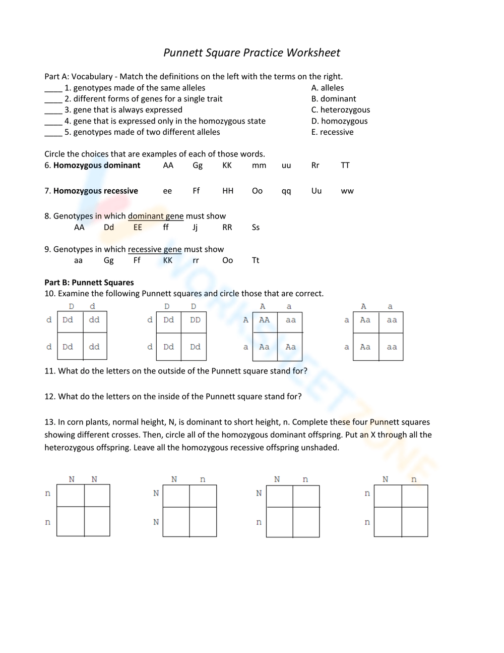 Printable Punnett Square Practice Worksheets