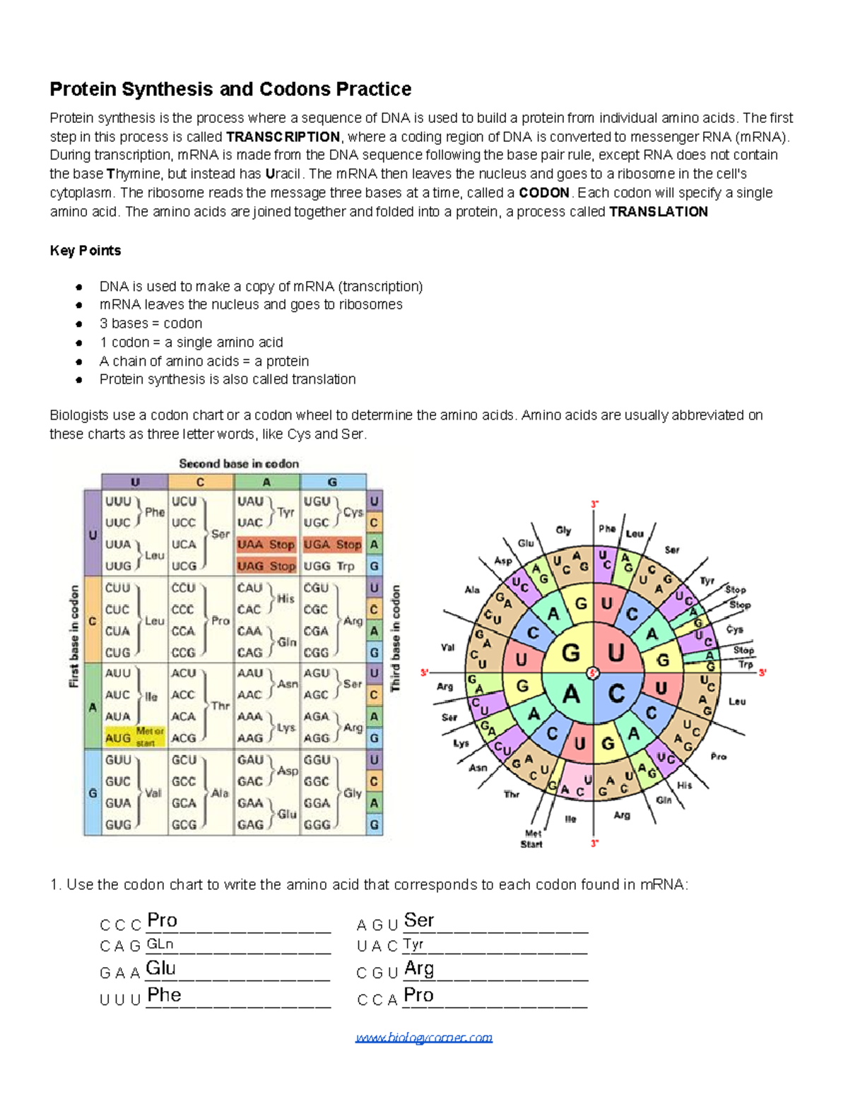 Protein Synthesis And Codons Practice Fillabe 1 Protein Synthesis And Codons Practice Protein Studocu