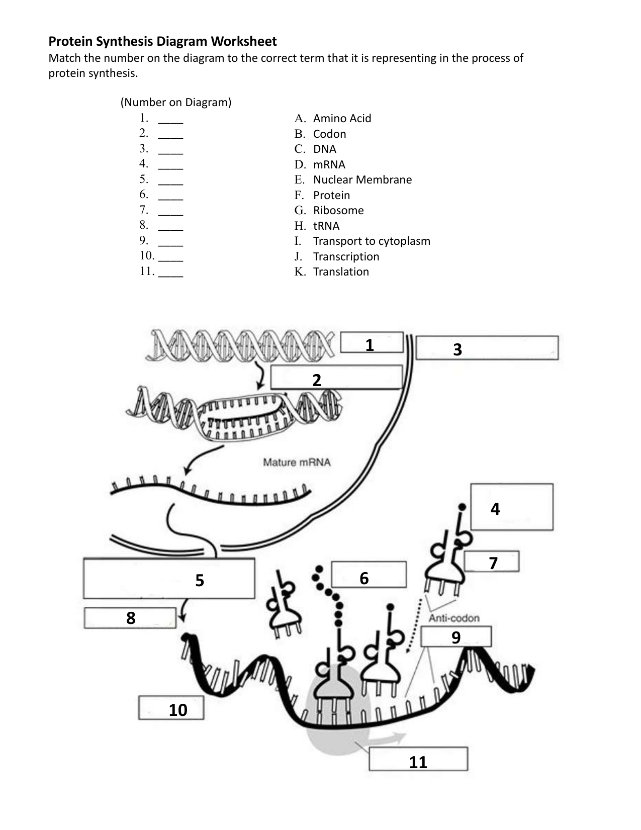 protein synthesis worksheet