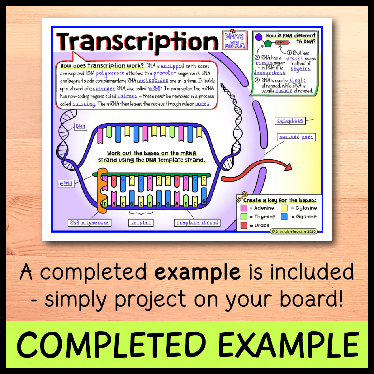 Protein Synthesis Doodle Notes Emmatheteachie