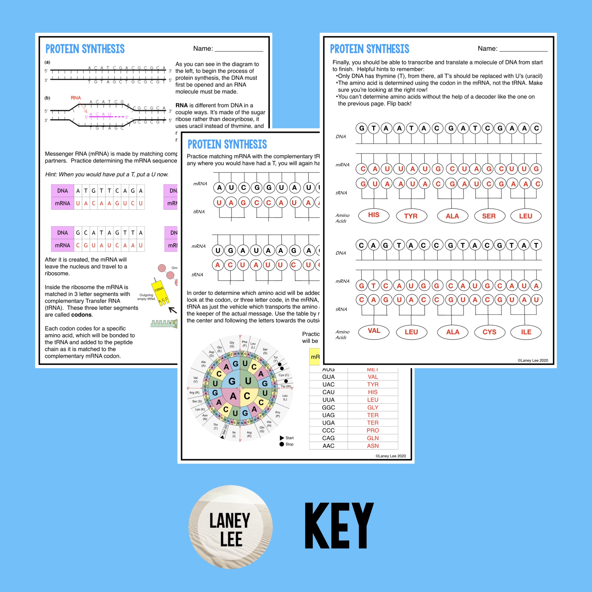Protein Synthesis Guided Practice Worksheet PDF Digital