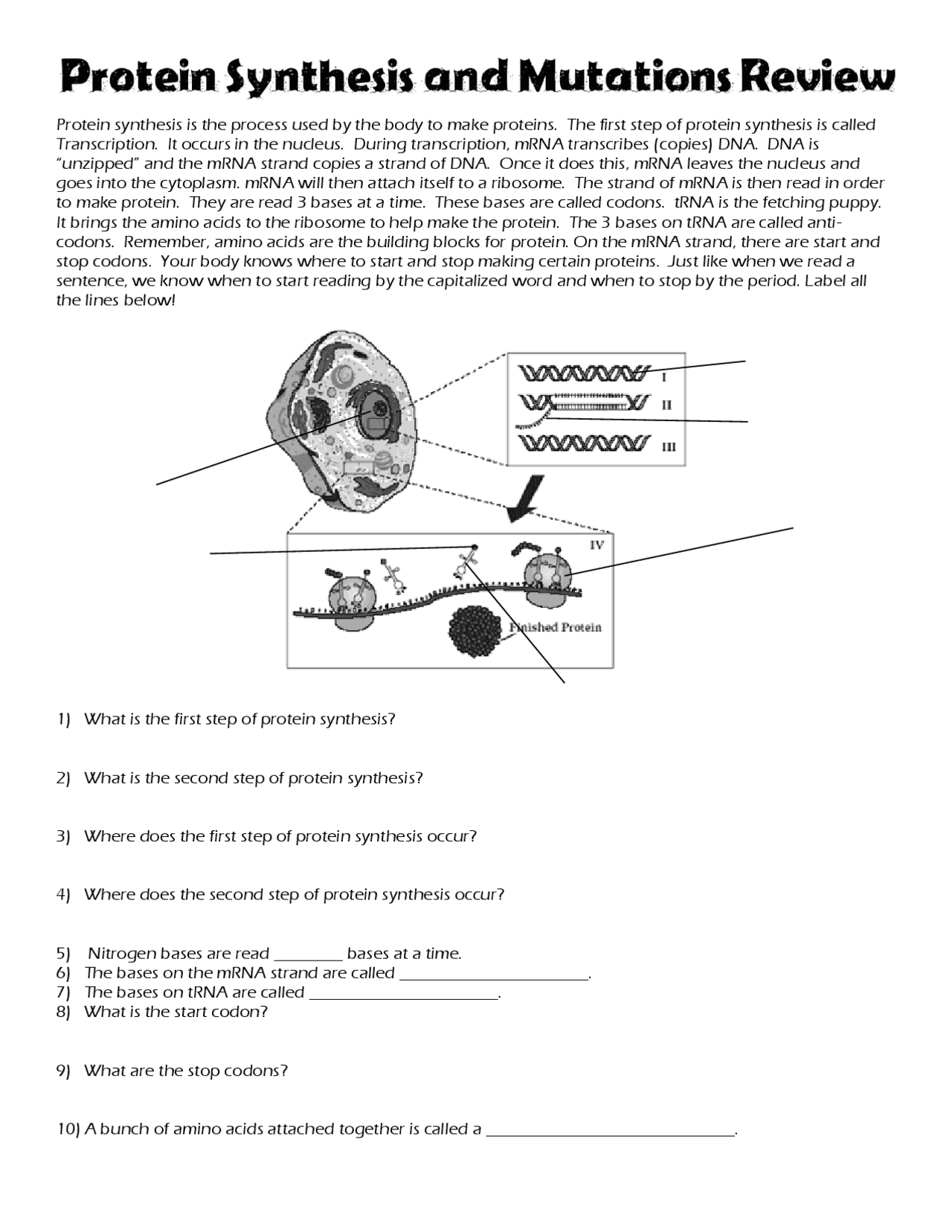 Protein Synthesis Transcription And Translation High School Biology Exercises Slides Bioqu mica Docsity