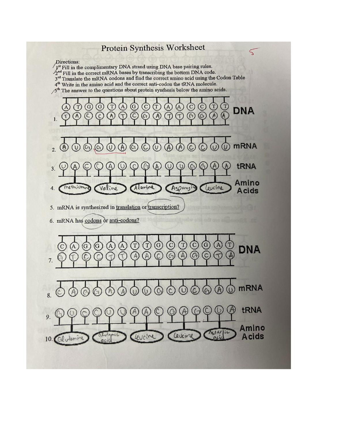 Protein Synthesis Worksheet BIO 1150 Studocu Worksheets Library