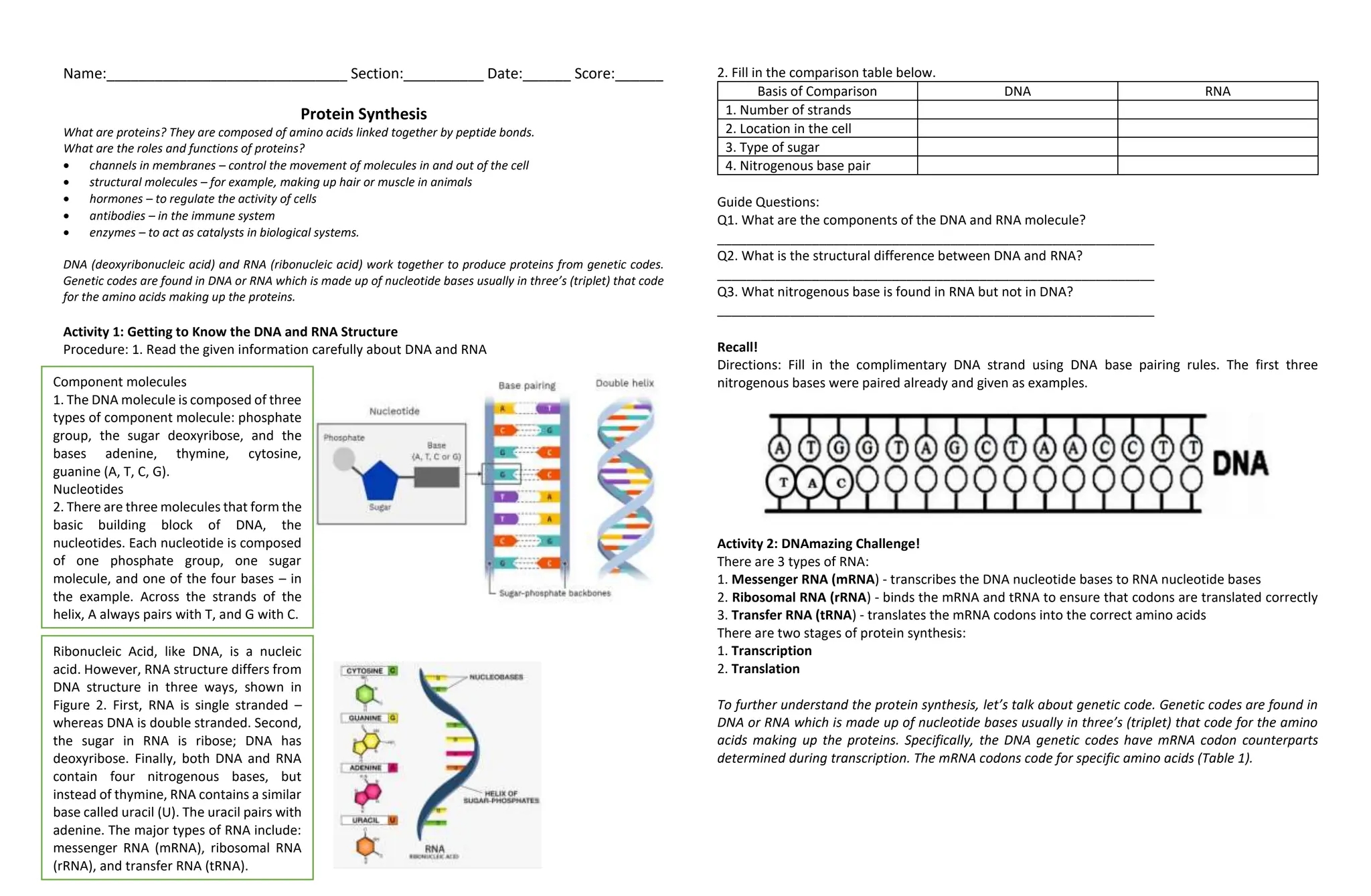 protein synthesis worksheet part a read the following