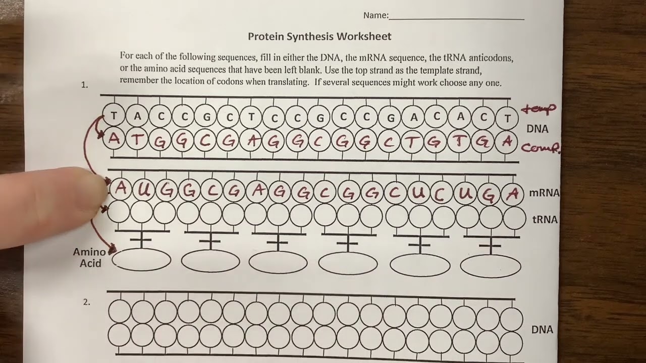 Protein Synthesis Worksheet How To Worksheets Library