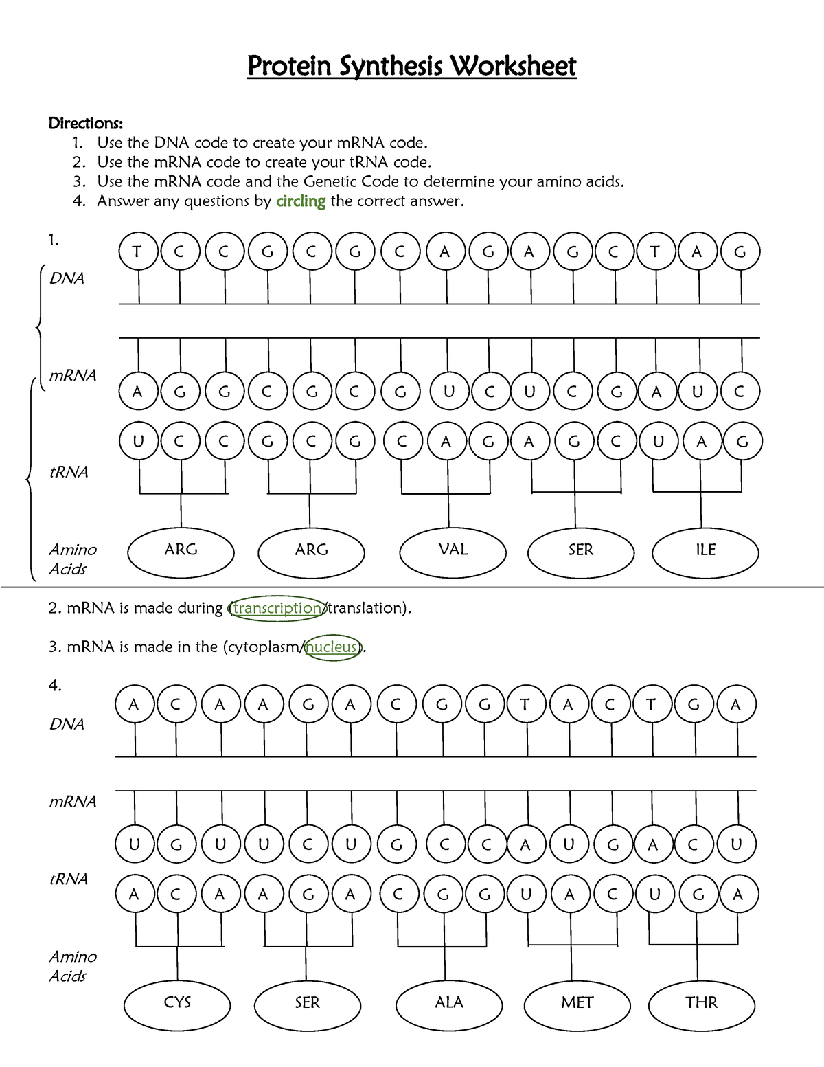 Protein Synthesis Worksheet How To Worksheets Library