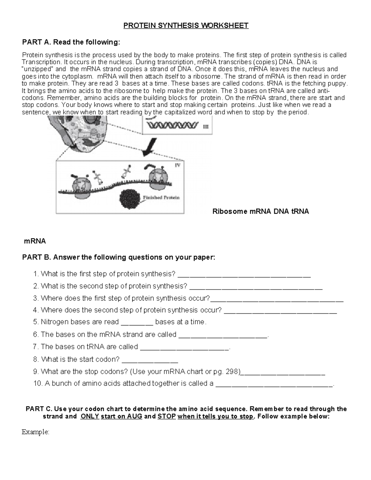Protein Synthesis Worksheet Understanding Transcription Translation Studocu