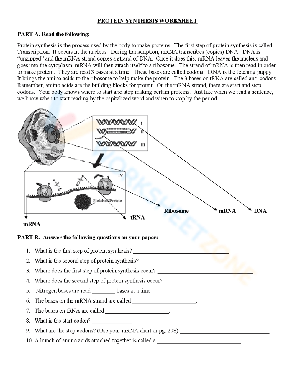 protein synthesis worksheet answer key
