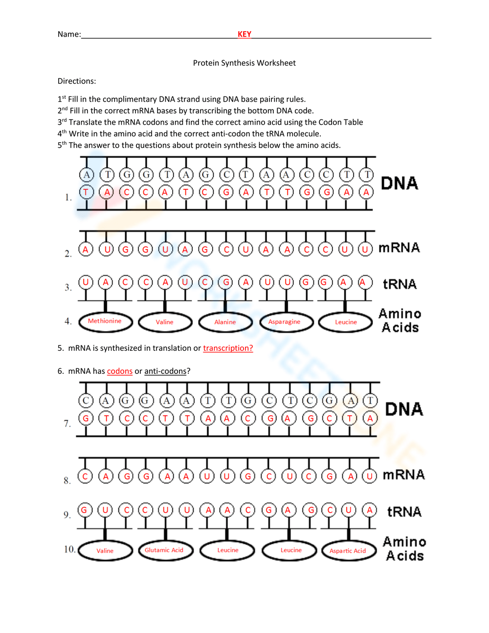 Protein Synthesis Worksheets