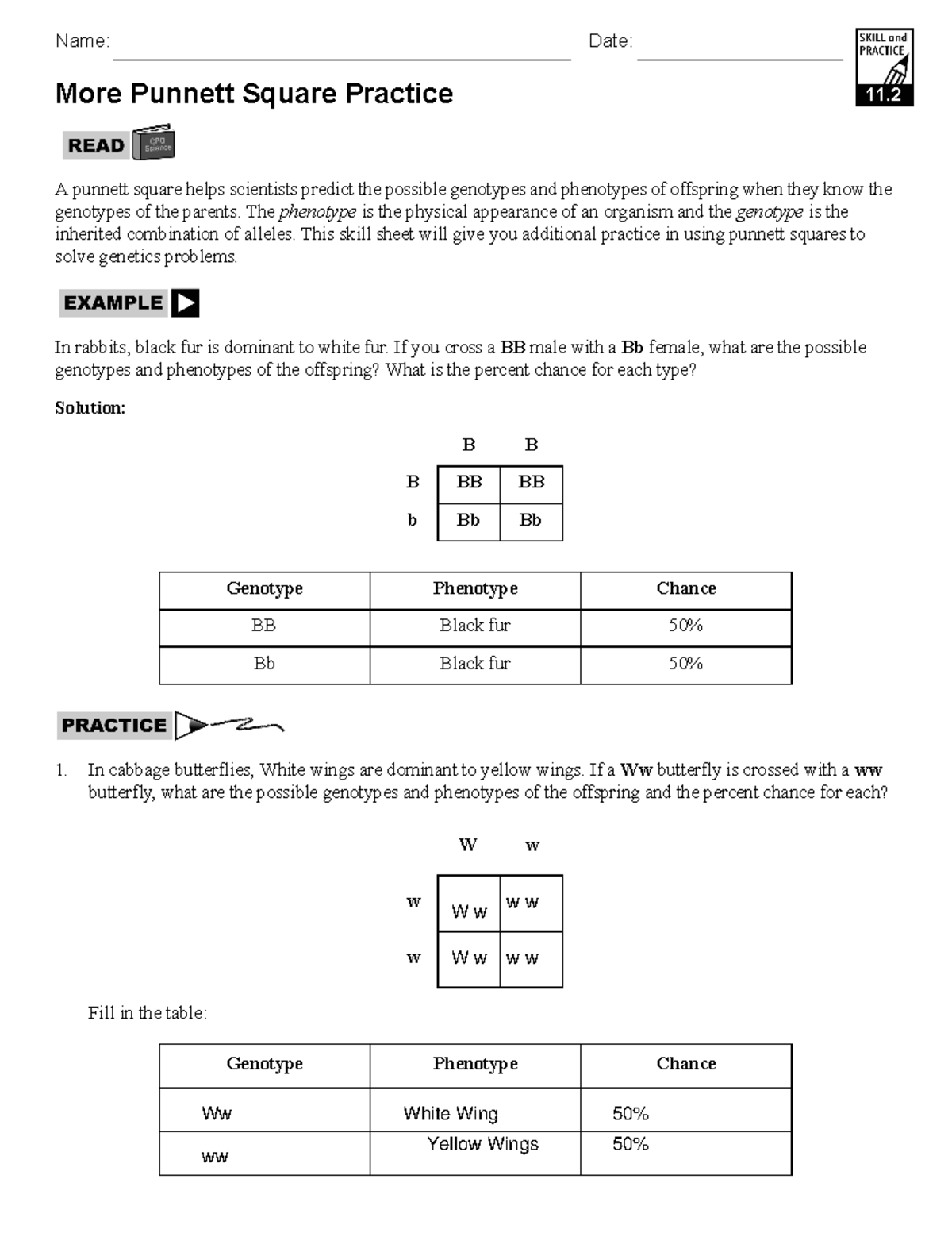 punnett square practice worksheet answer key