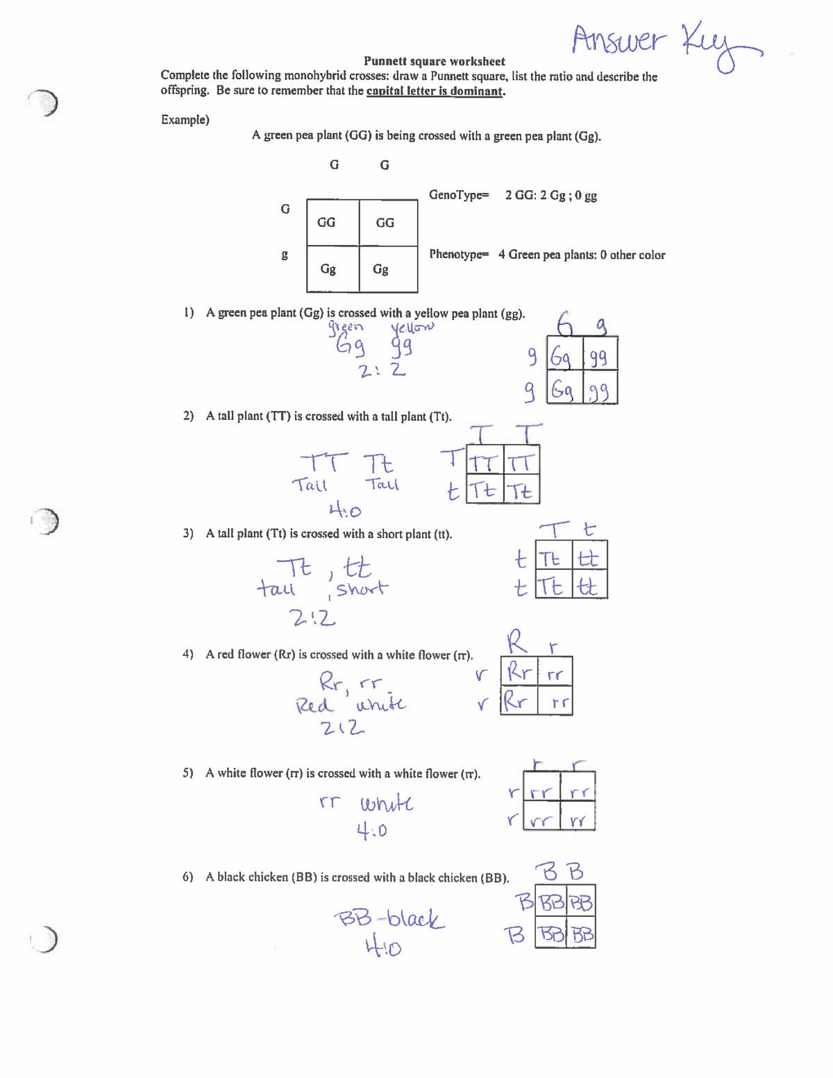 Punnett Square Practice Answer Ke Stat For Biology Studocu Worksheets Library