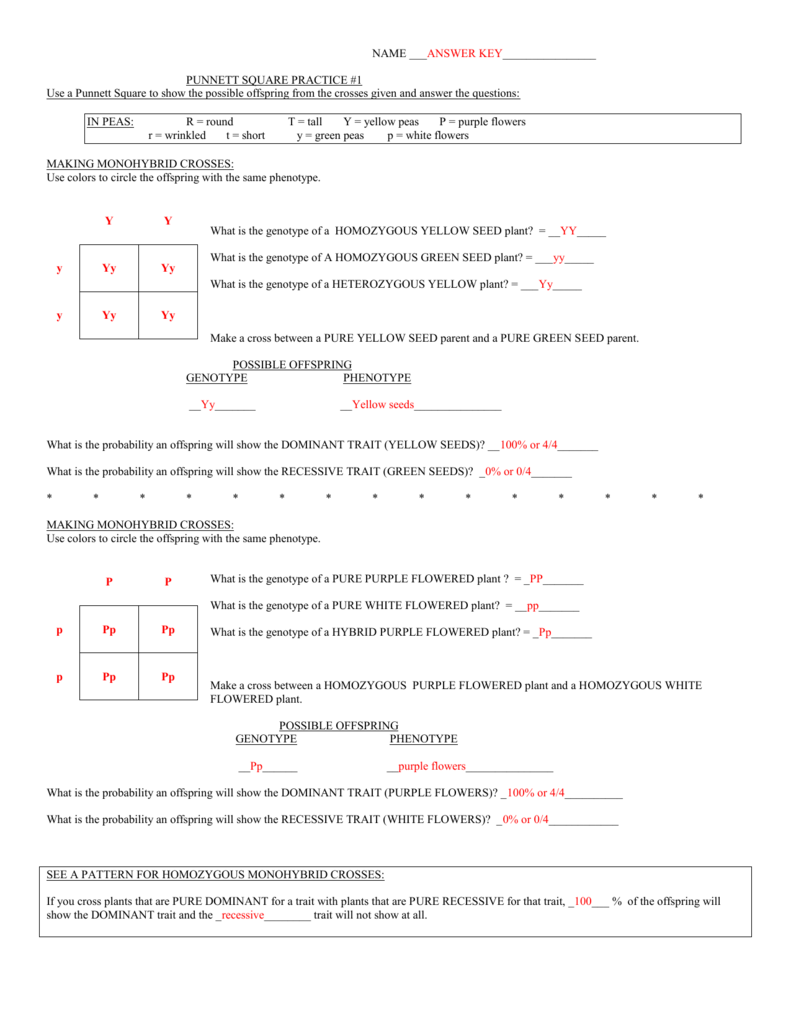 punnett square worksheet answers punnett square worksheet answers