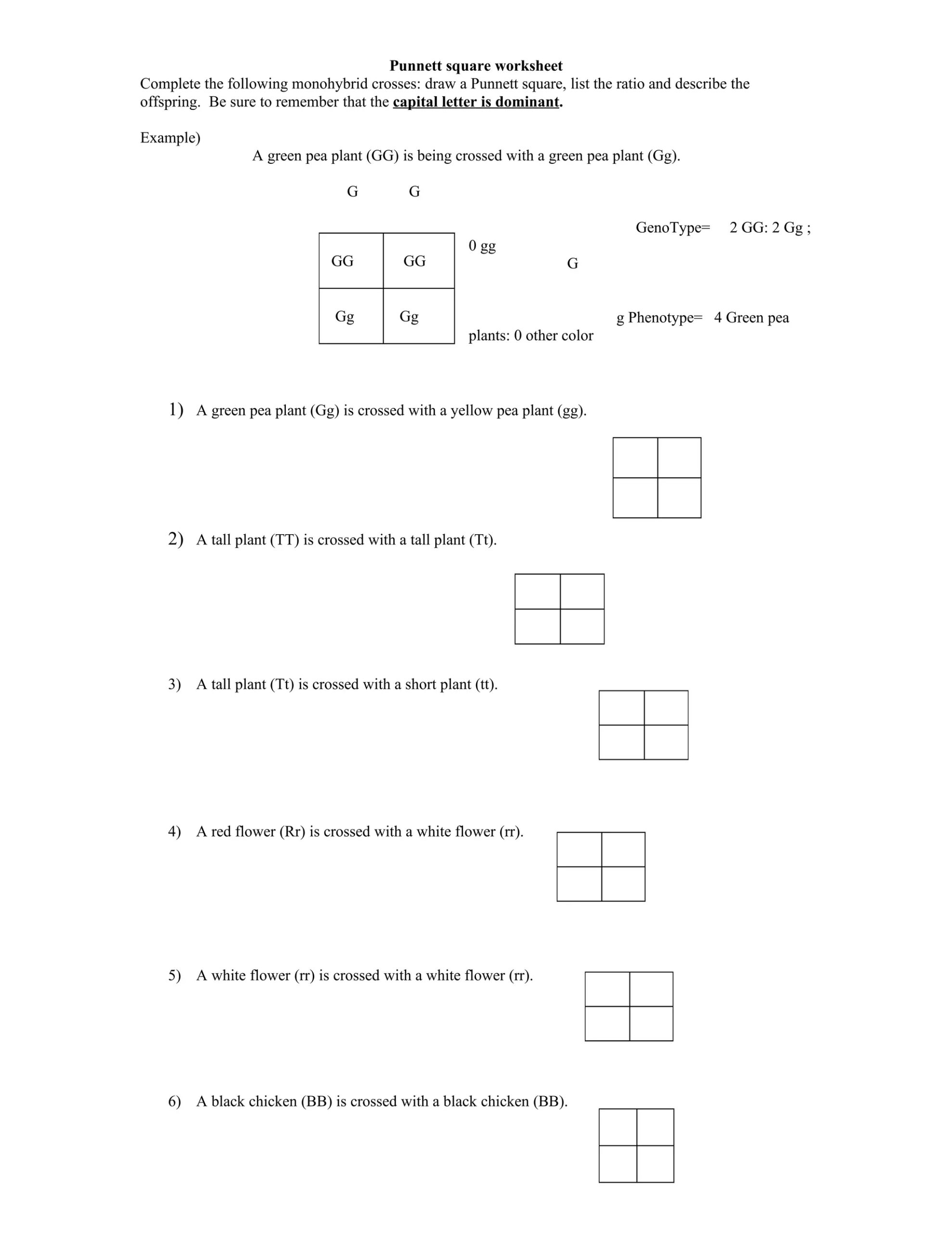 Punnett Square Worksheet DOC