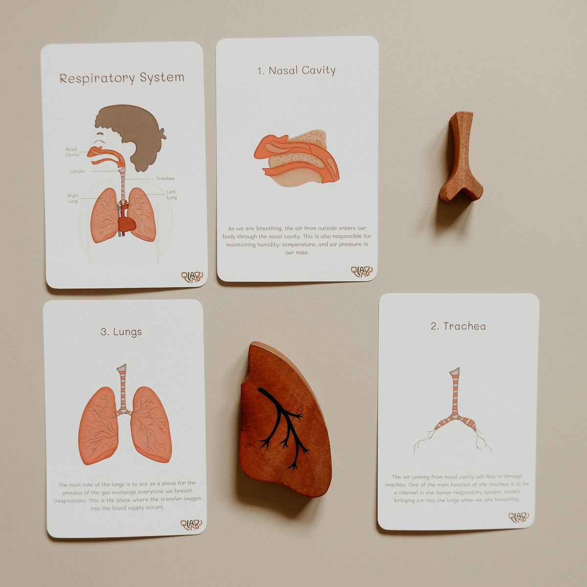 Respiratory Flash Card Qlambu