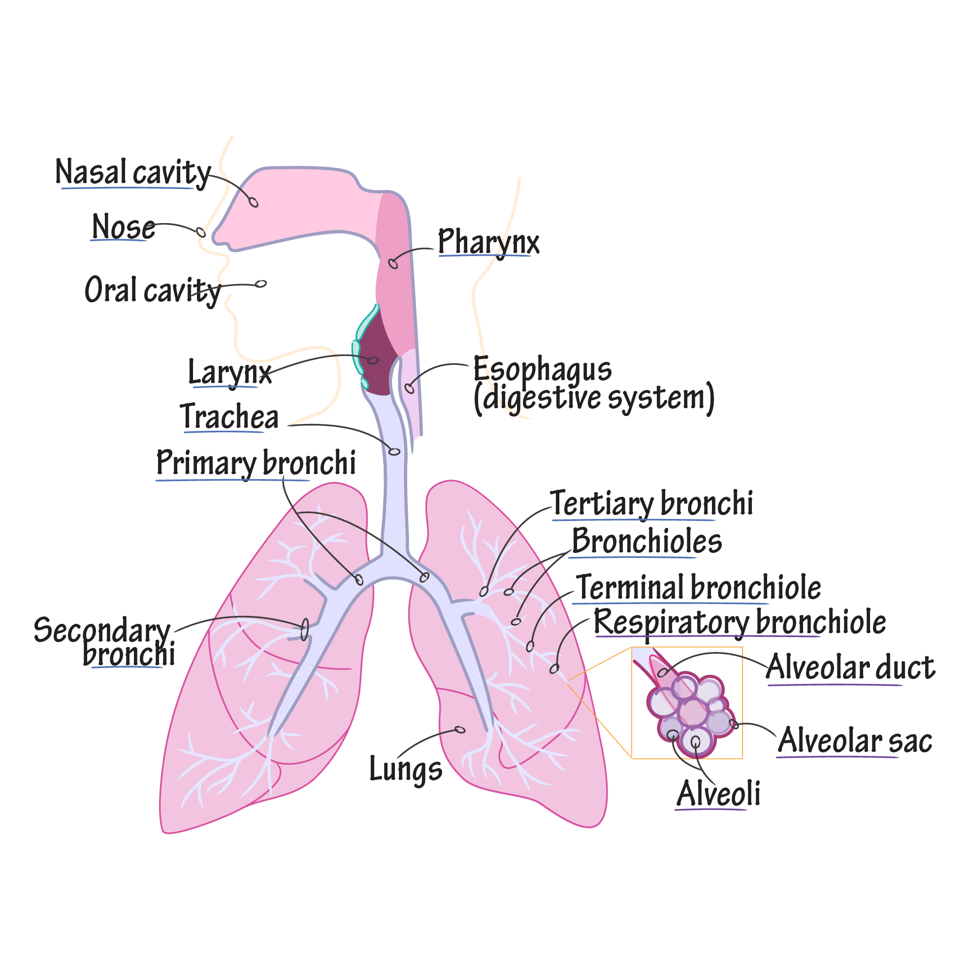 Respiratory System Anatomy Overview Gross Anatomy Flashcards Ditki Medical And Biological Sciences