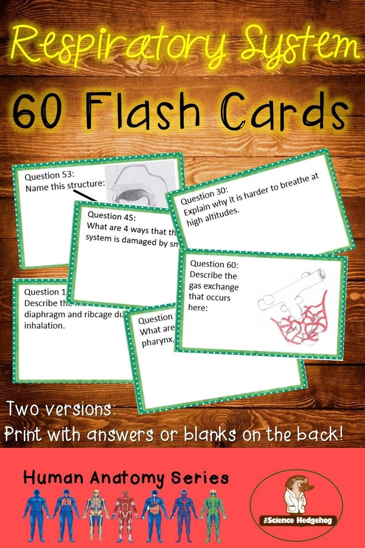 Respiratory System Flash Cards