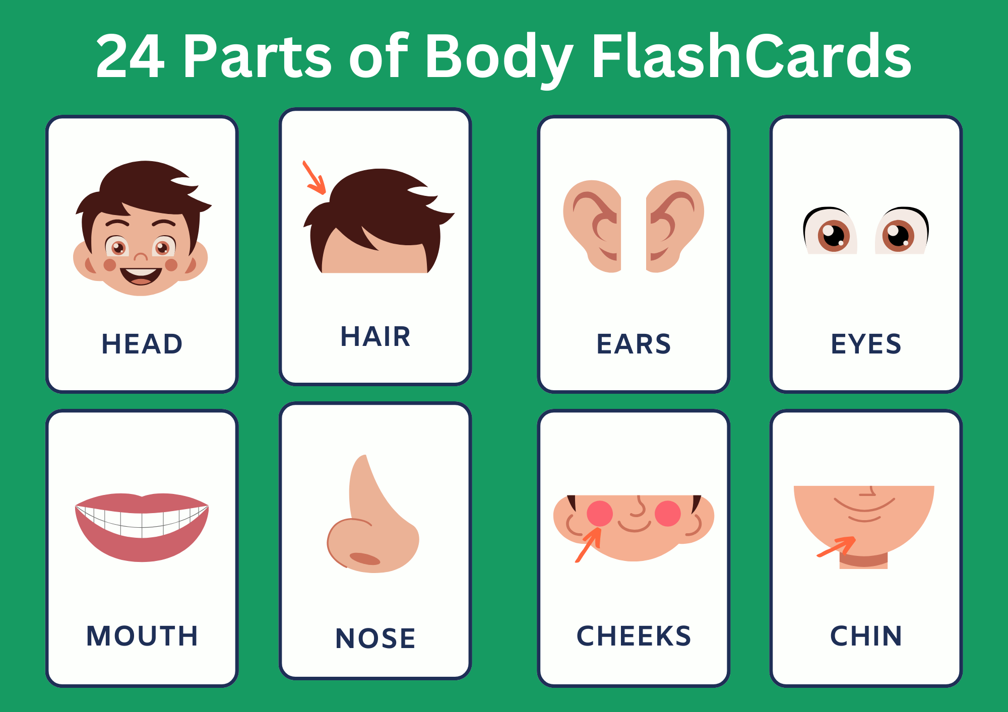 Set Of 24 Body Parts FlashCards Made By Teachers