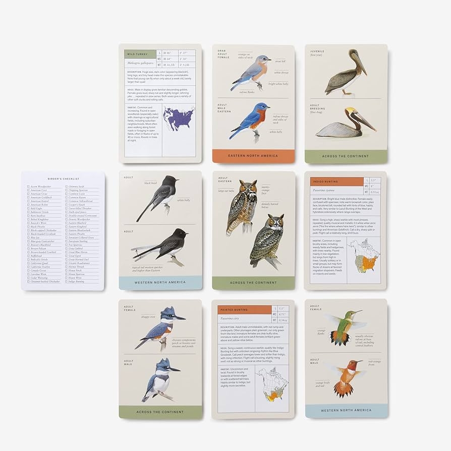 Sibley Backyard Birding Flashcards Revised And Updated 100 Common Birds Of Eastern And Western North America Sibley David Allen Amazon de Books