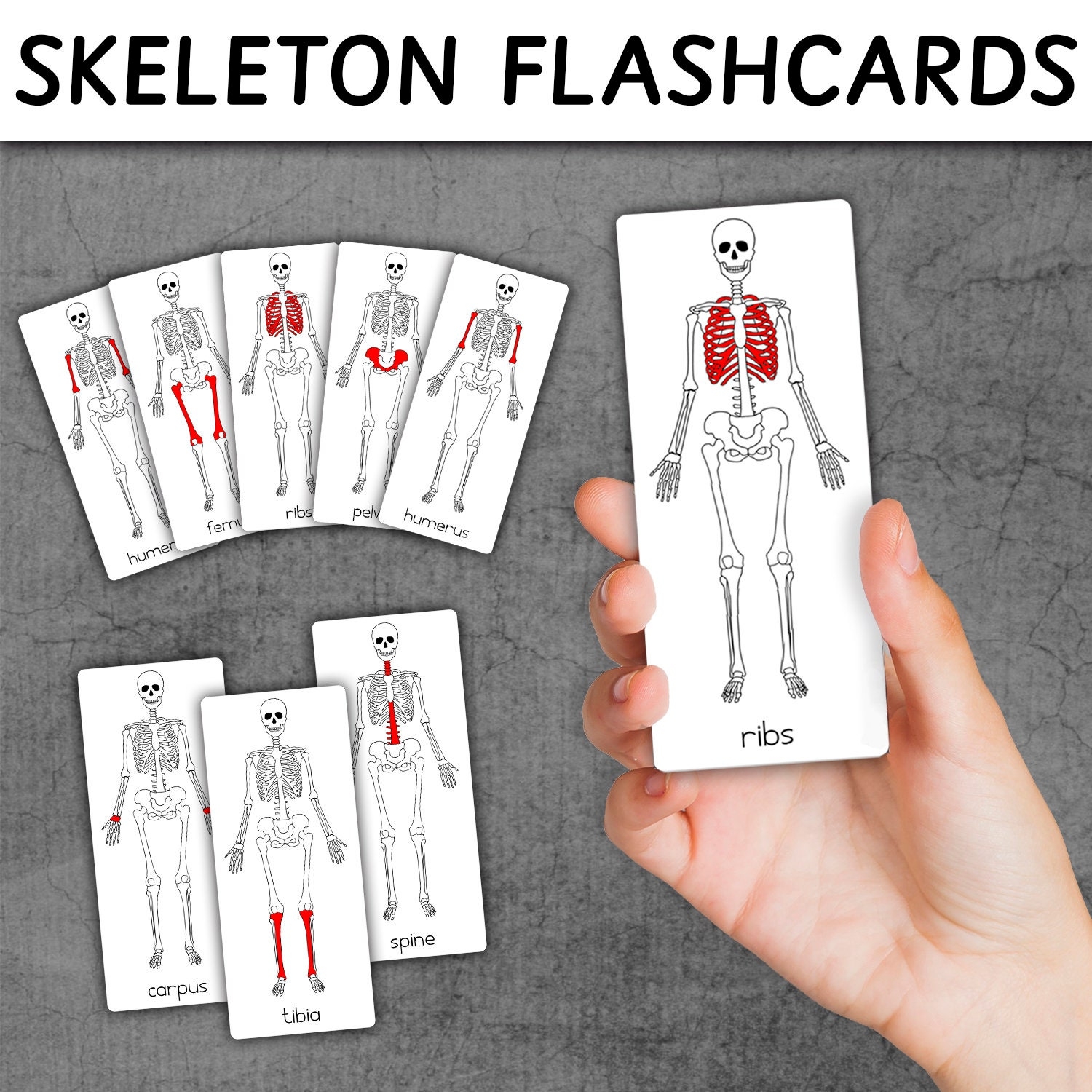 Skeletal System Flashcards Bones Flashcards Nomenclature Cards Montessori Skeletal 3 PART Cards Etsy Australia