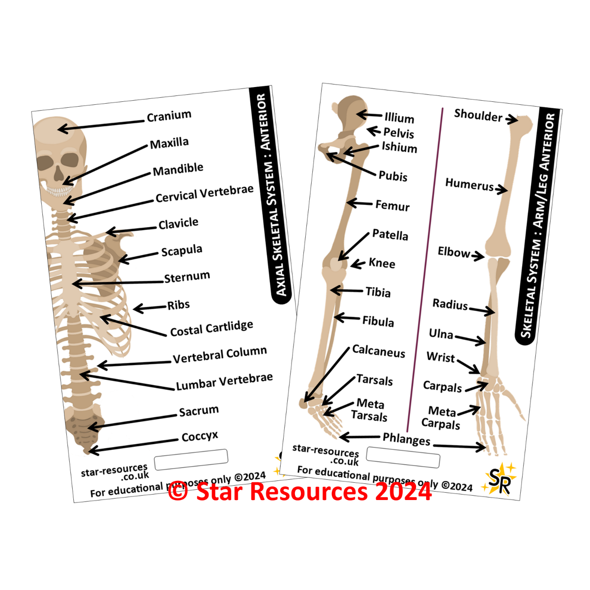 skeletal system flashcards