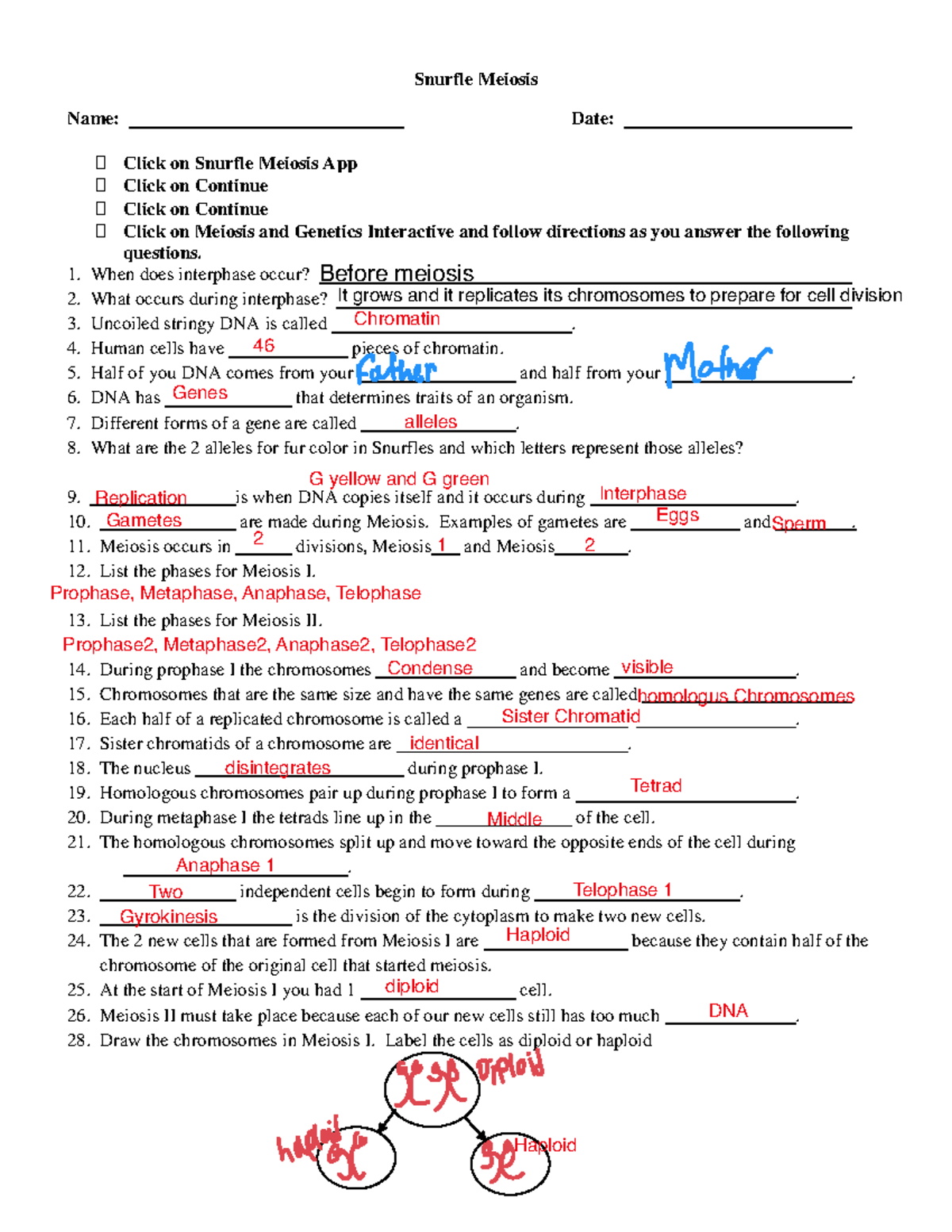 Snurffle Meiosis Study Guide Key Concepts Terms Summary Studocu