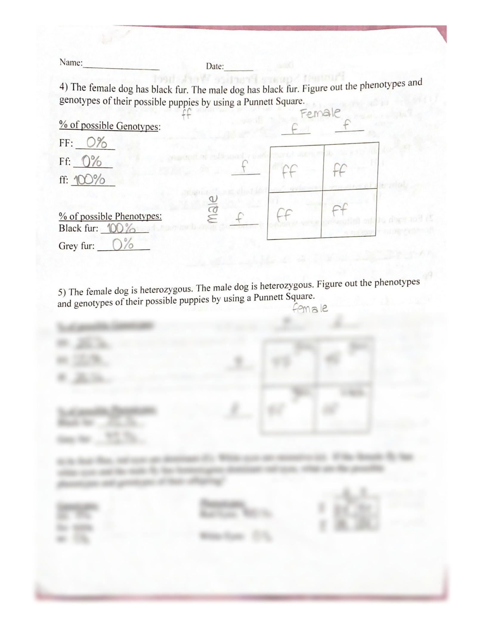 SOLUTION SCB101 Punnett Square Practice Worksheet Studypool Worksheets Library