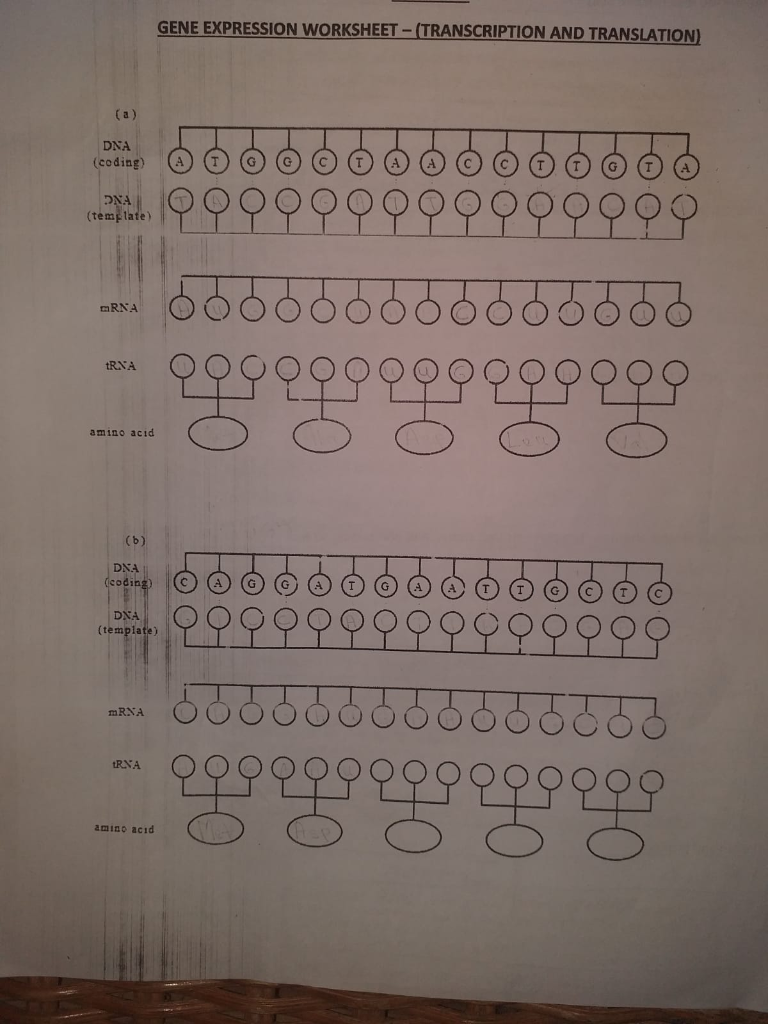 transcription and translation worksheet