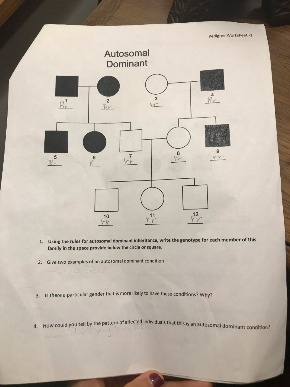 Solved Pedigree Worksheet 3 Autosomal Dominant O Rr Bi 2 Chegg