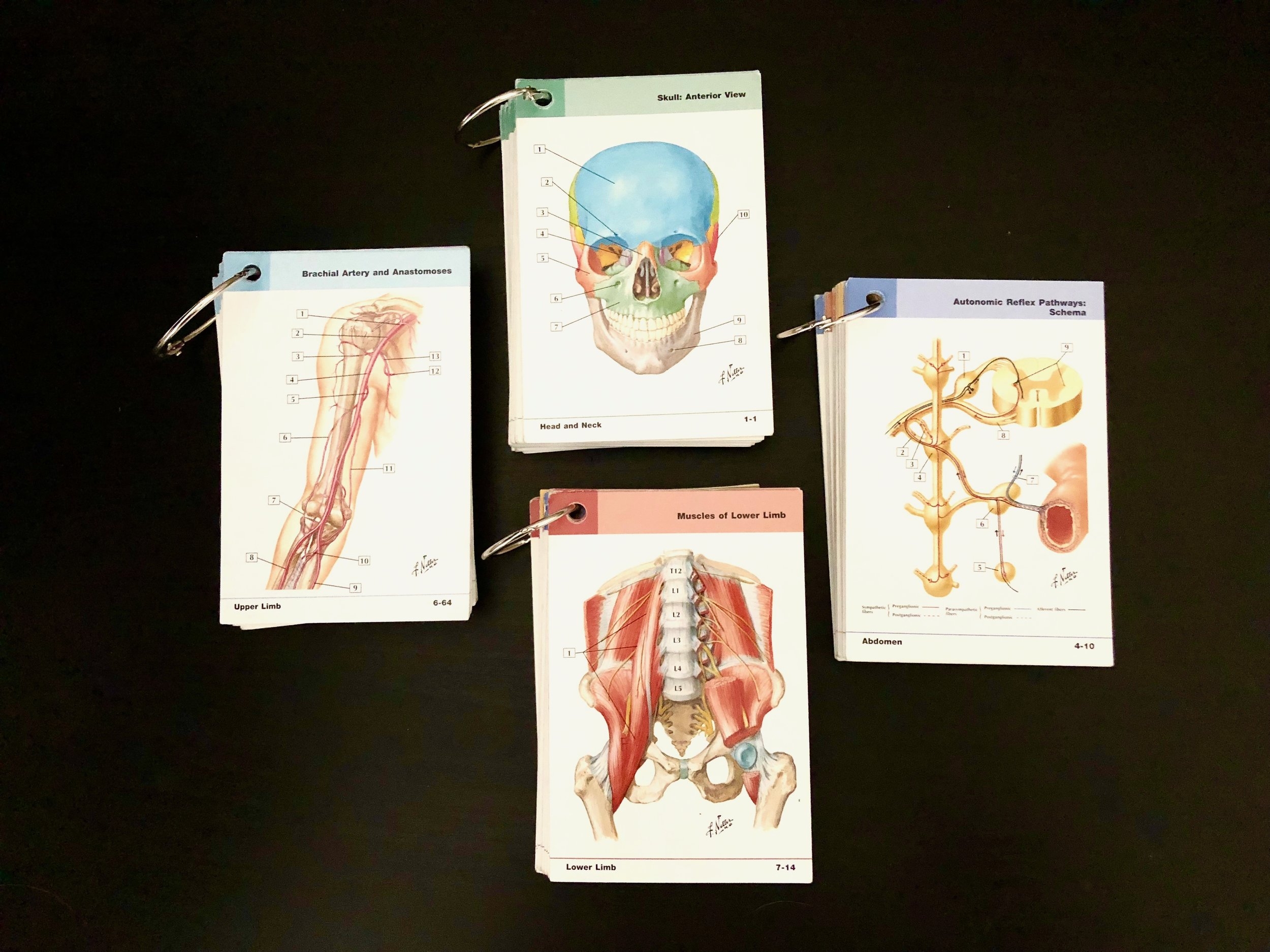 best anatomy flashcards
