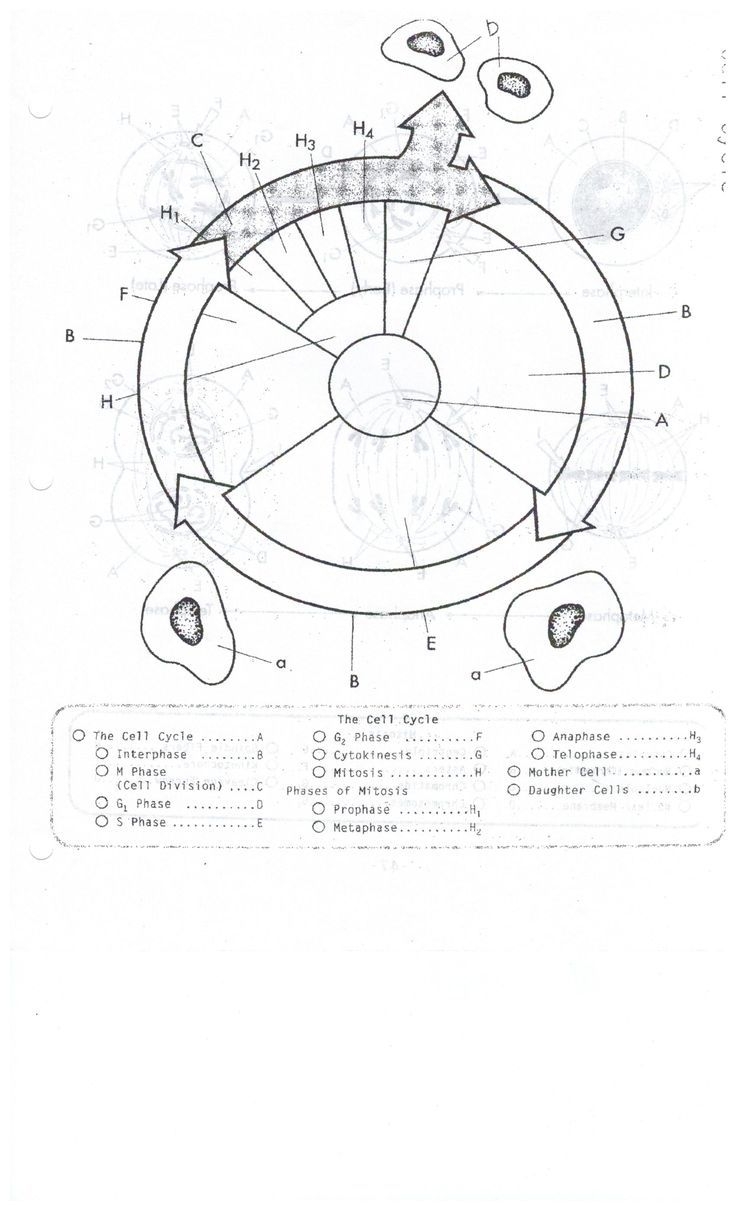 The Cell Cycle Worksheet