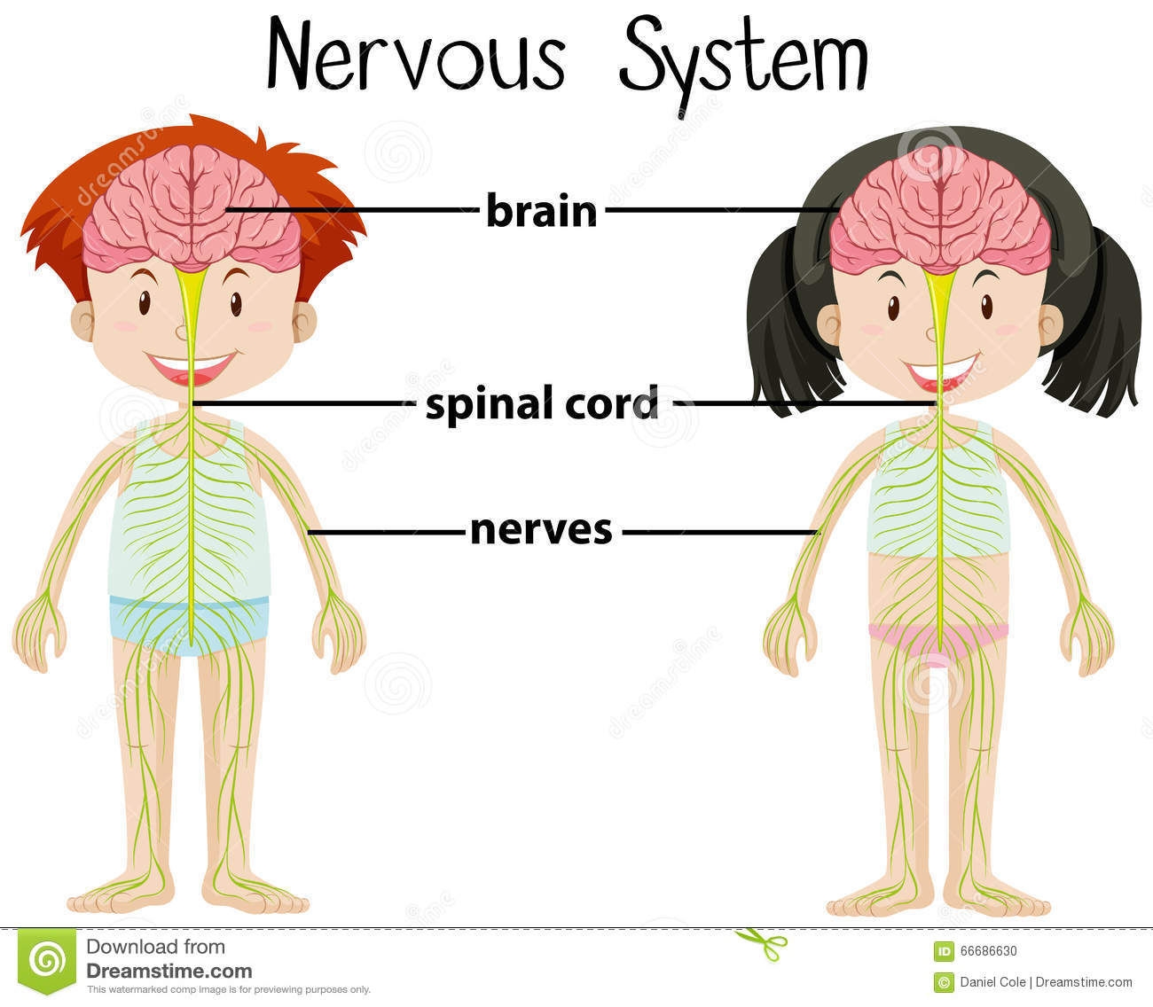 flashcard nervous system