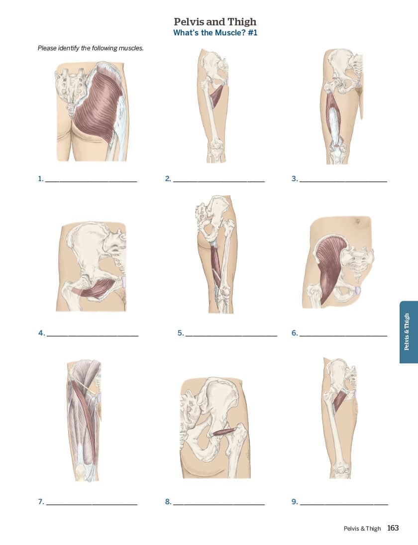 trail guide to the body flashcards