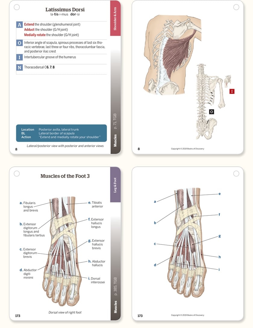 Trail Guide To The Body Flashcards 6th Edition Volume 2