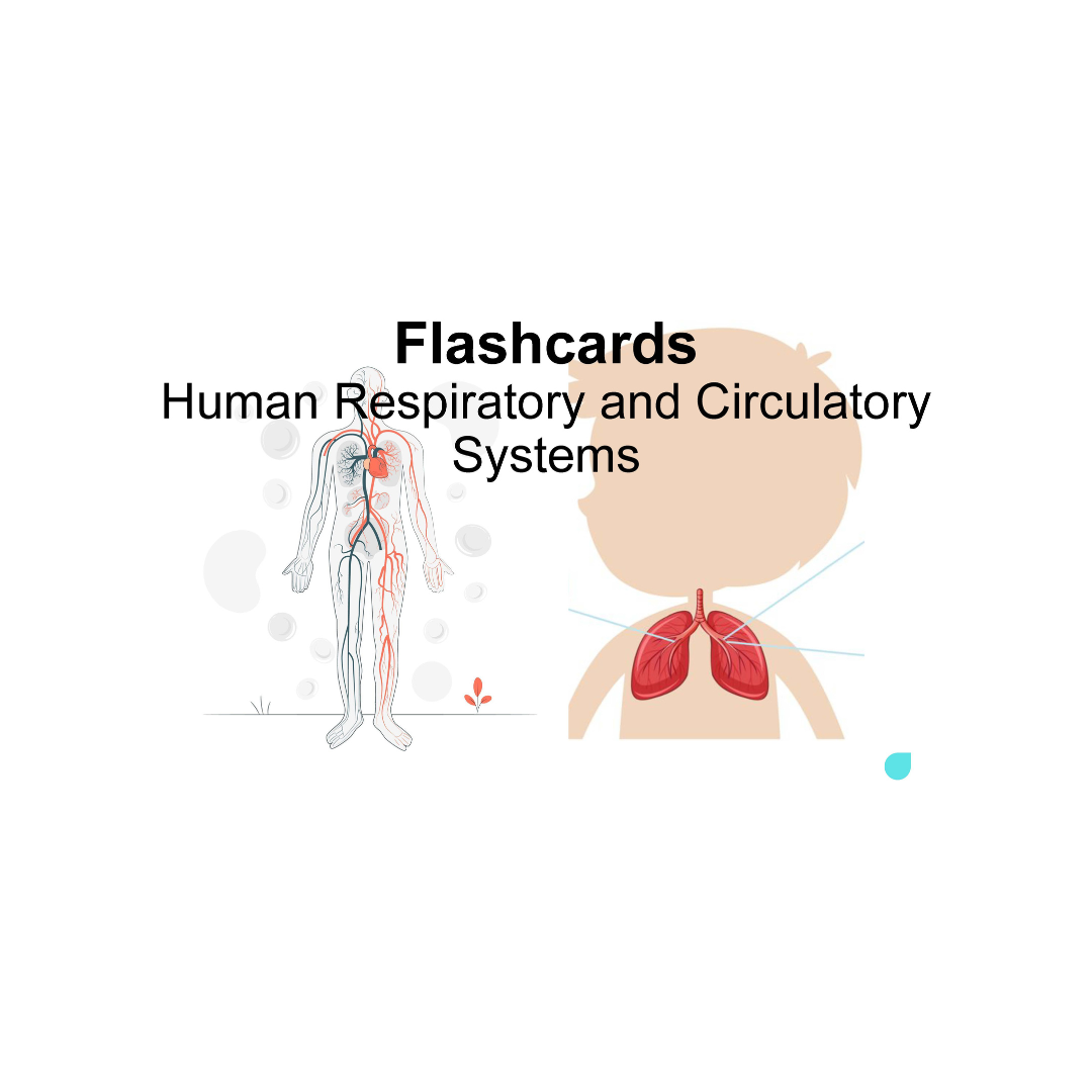 Upper Primary Science Flashcards Human Respiratory And Circulatory Systems OpenSchoolbag