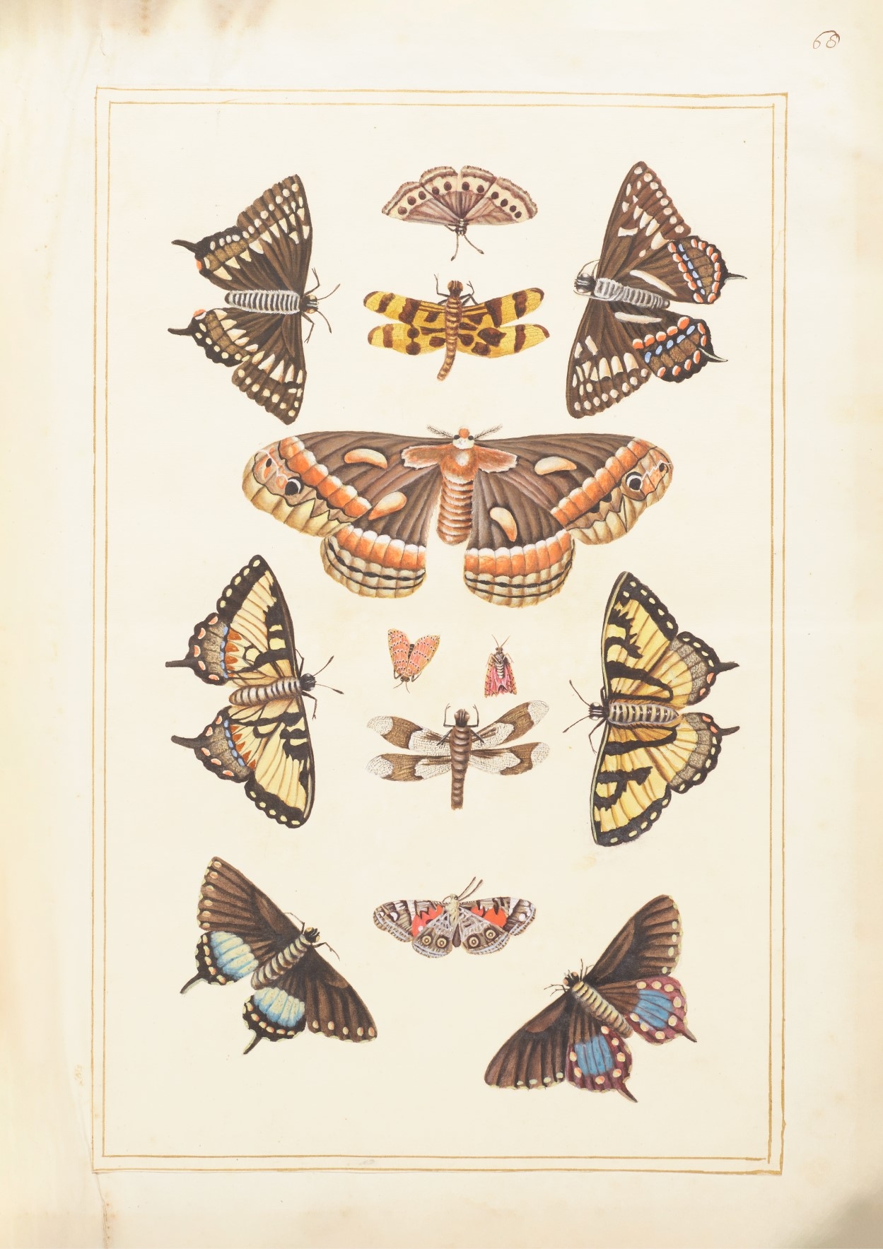 butterflies of new york flashcards