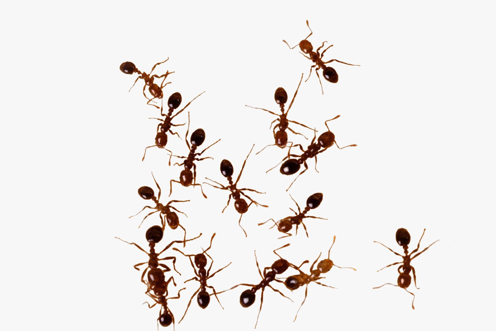 Why Those Floating Fire Ant Colonies In Texas Are Such Bad News WIRED