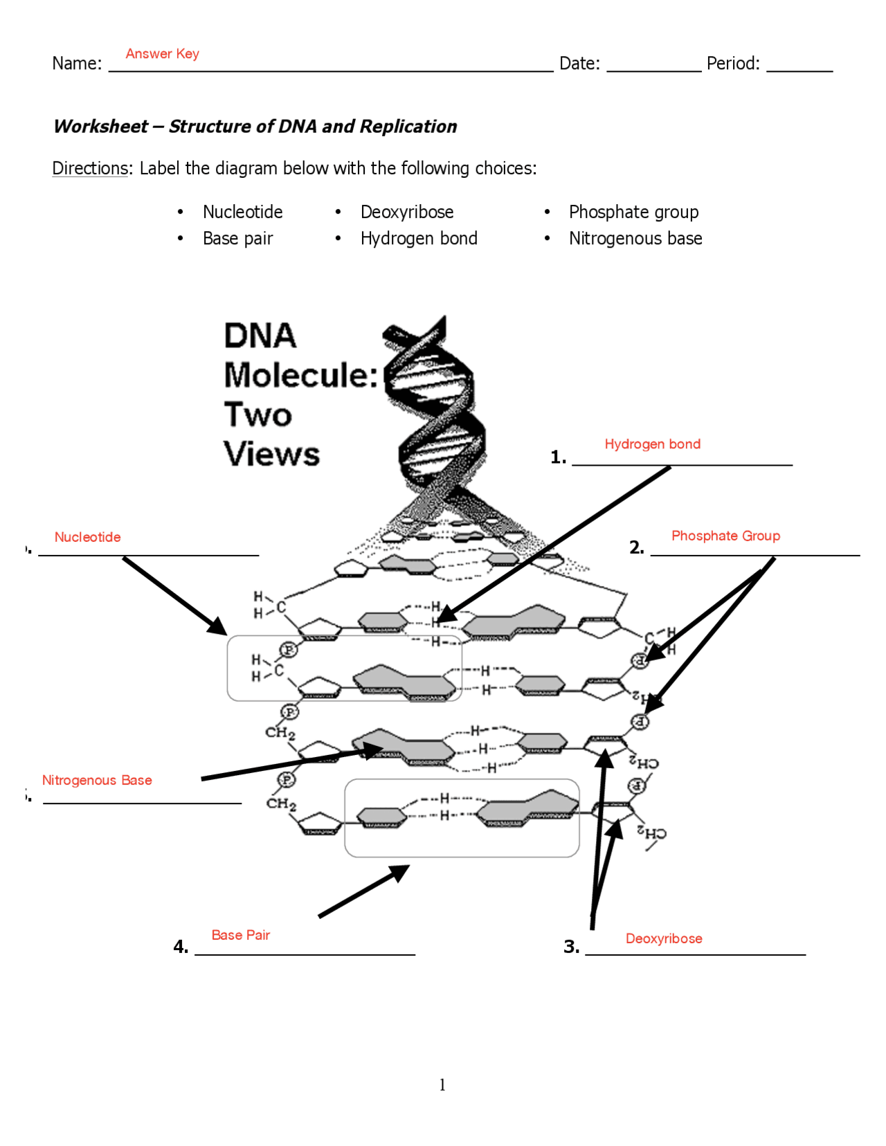 dna replication worksheet answer key