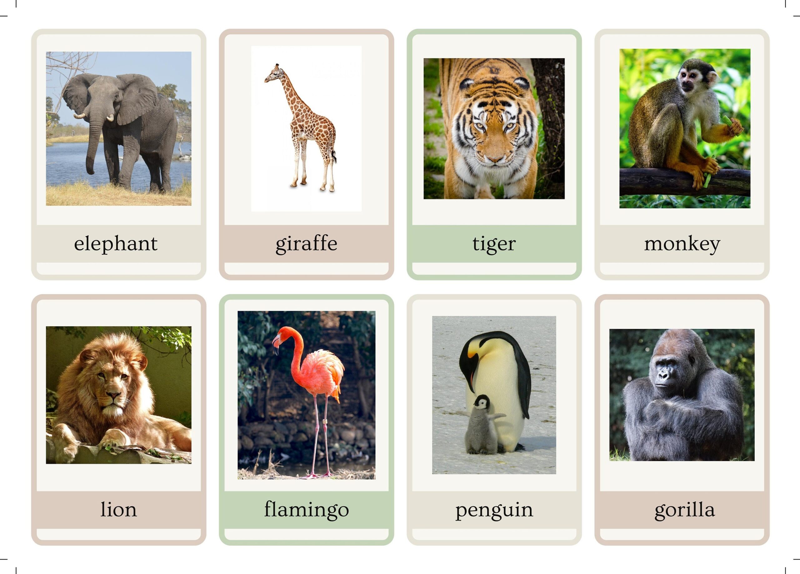 Zoo And Safari Animal Flashcards Printable Download Montessori Style Set Of 48 Cards Including Words And Pictures Etsy