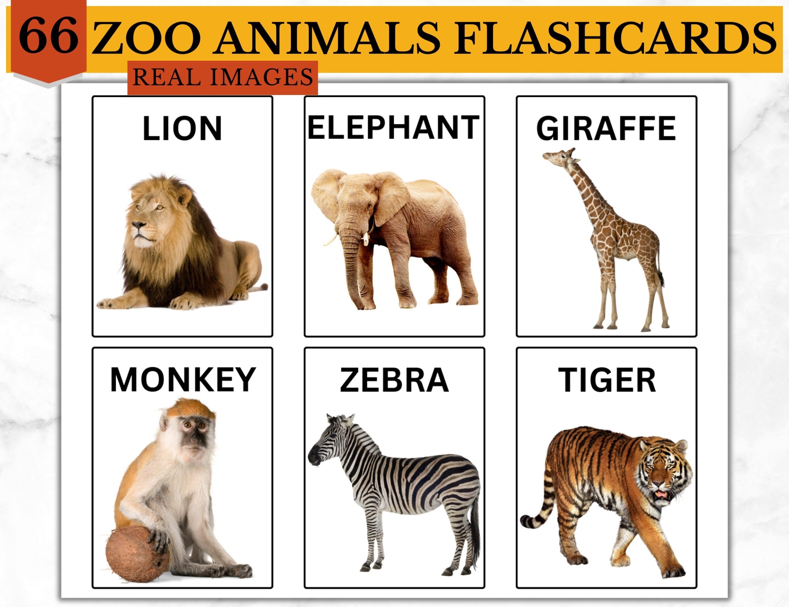 Zoo Animals Real Flashcards Montessori Back To School Pets Field Trip Zoology Summer Kids Day Out Safari Classroom Activity Etsy